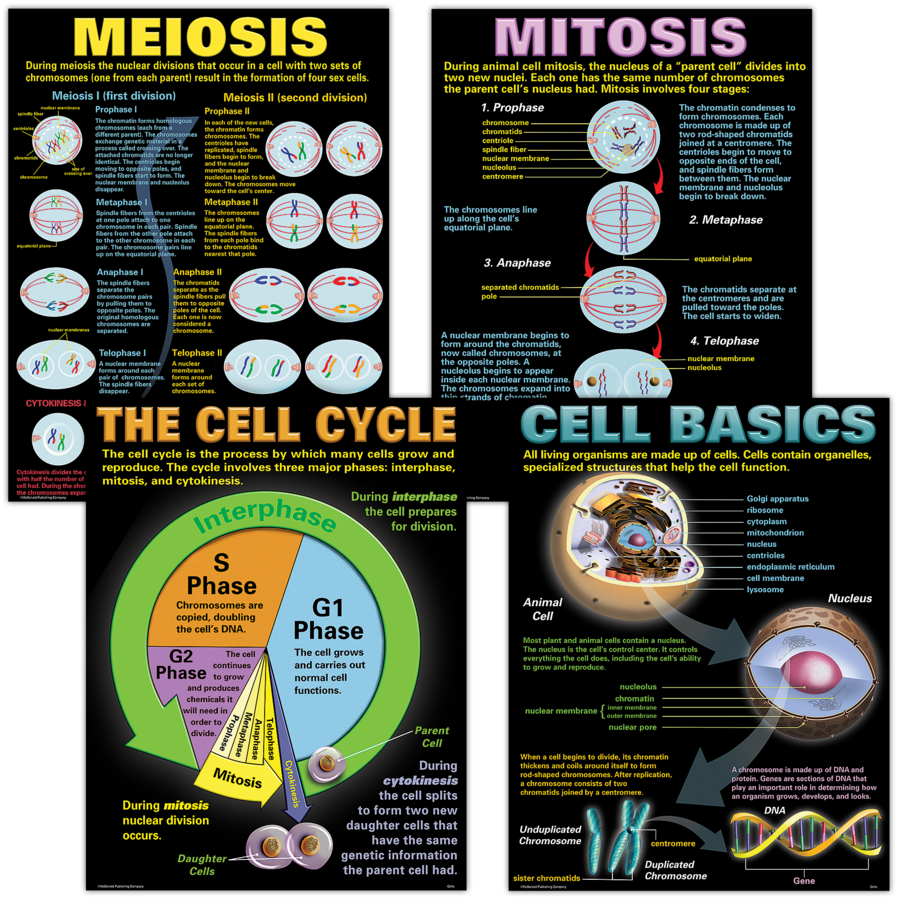 Cells Poster Set